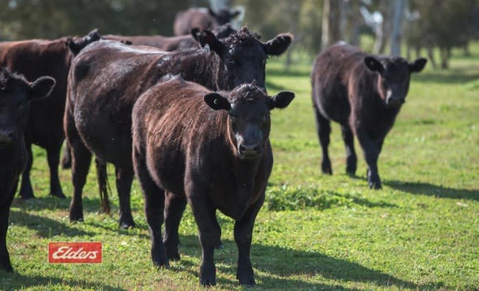 Viticulture, horticulture property in demand throughout Victoria: HTW