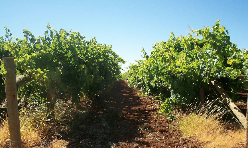 Mildura rural property weathers the storm of COVID-19: HTW Rural