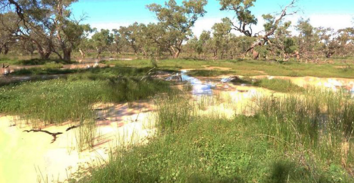 The Darling Downs rural market prices exceed expectations: HTW Rural