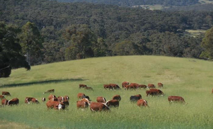 Binda farm Maidstone Downs listed
