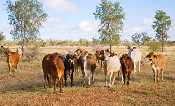 Consolidated Pastoral finalises Bunda Station purchase