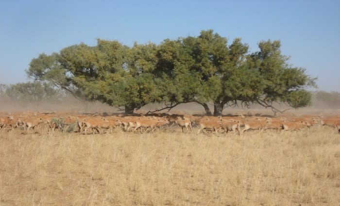Dry seasonal conditions impacting market confidence in Darling Downs: HTW rural  