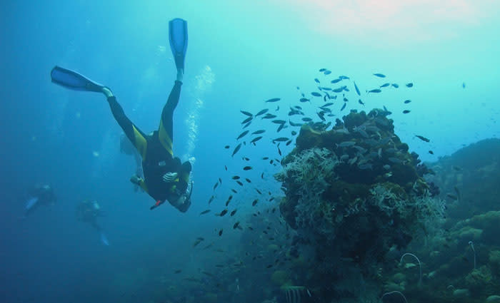 Lower dollar has Australian tourism operators smiling: Tourism industry survey