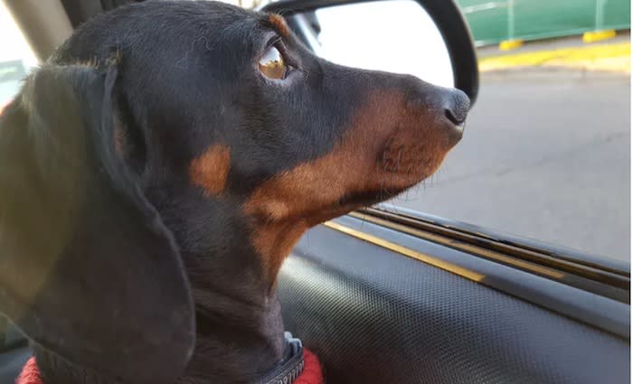 Riding in cars with dogs: Public transport policy needs to change