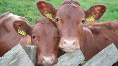 Farmers getting older as their acreages decline