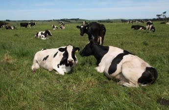 Sour news for Victorian dairy farmers as milk and property lose value
