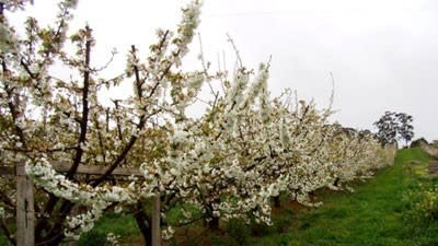 Two sweet Victorian orchard offerings as cherry season begins