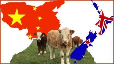 Chinese eye off NZ stake in Tasmania's biggest dairy company
