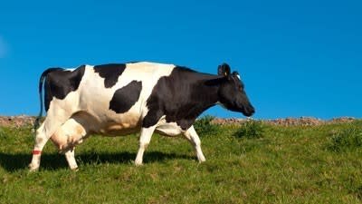 Outlook for dairy properties could improve with collective bargaining advantage