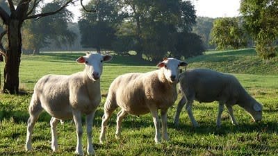 Qatar-based Hassad Food now owns $65 million worth of rural NSW property