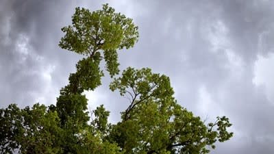 Mosmanites who can't see the harbour for the trees take neighbours to court as land and environment cases rise