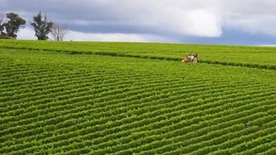 Six vineyards for sale that might tempt those fond of the odd drop