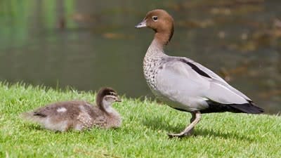 Australian expatriates mustn't be 'wood ducks' when buying back home: buyers' agents