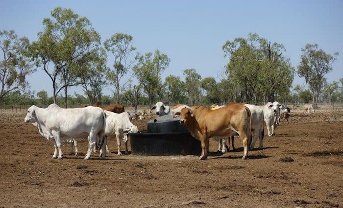 Charters Towers property market conditions in the vendor's favour: HTW rural
