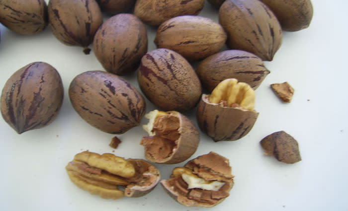 Australian pecan industry finally reaping rewards: HTW