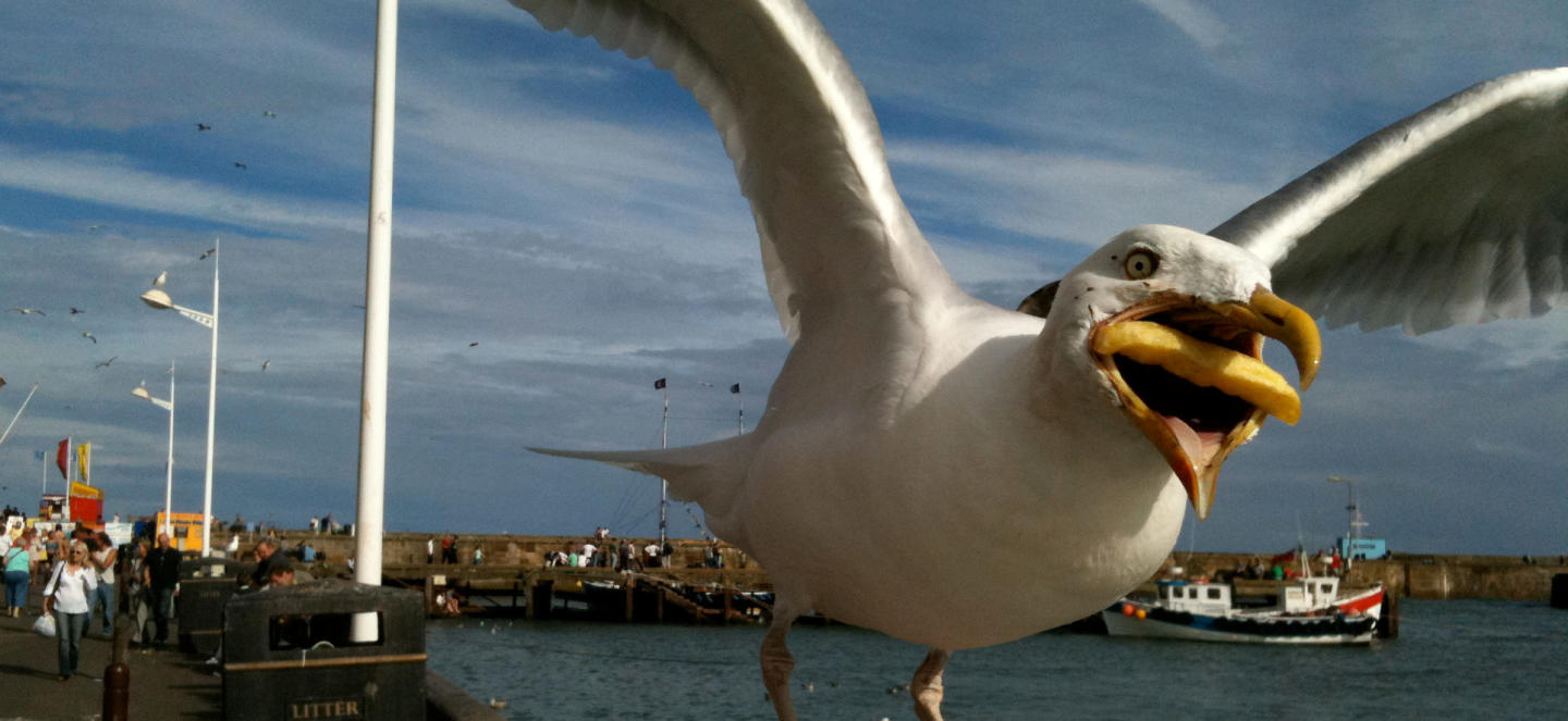 Public Transport + Architecture = Seagull on a hot chip; thoughts on Flinders Street Station competition entries