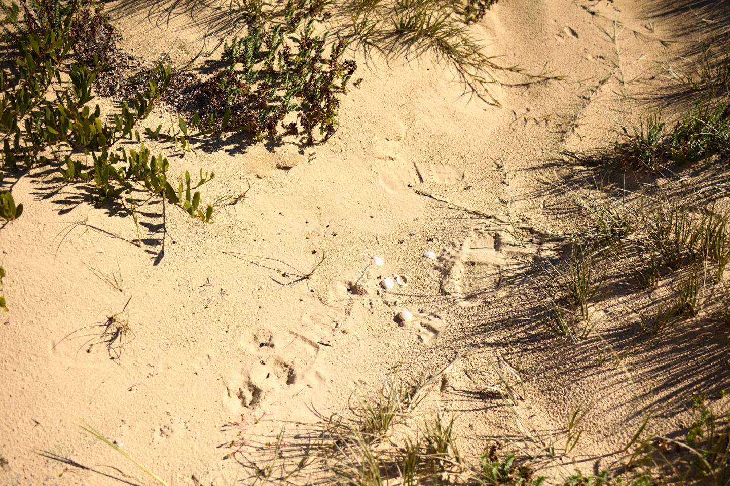 Shoreline Shoreline