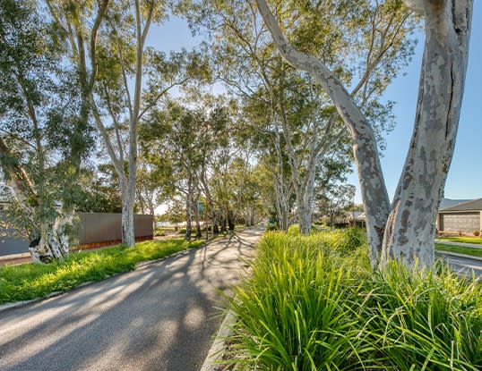 The Rivergums