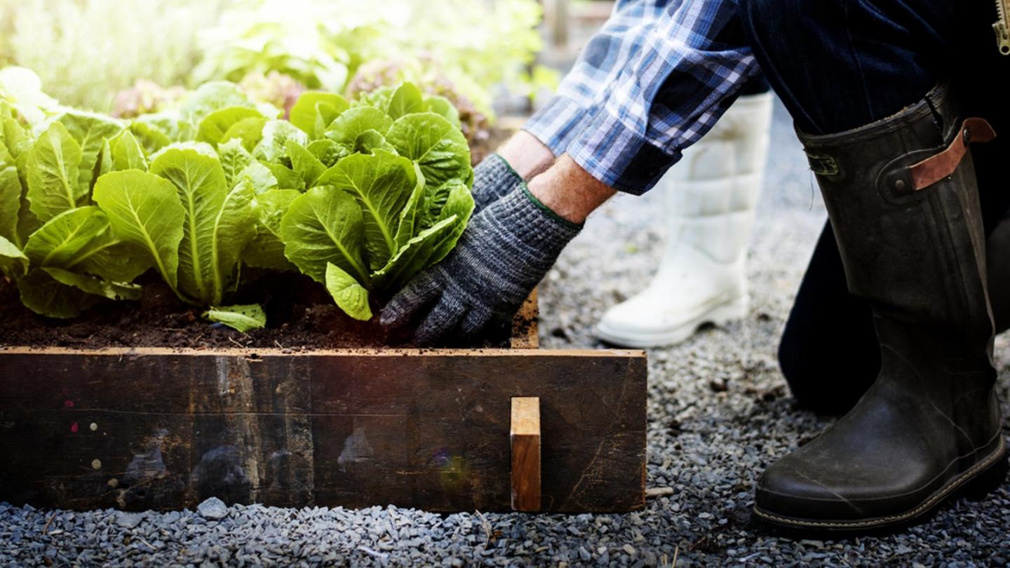 How To Build A Raised Garden Bed: 7 Step Guide