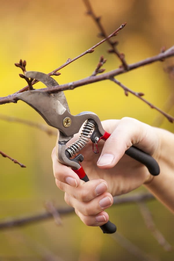 What's The Difference Between Tree Trimming And Pruning?