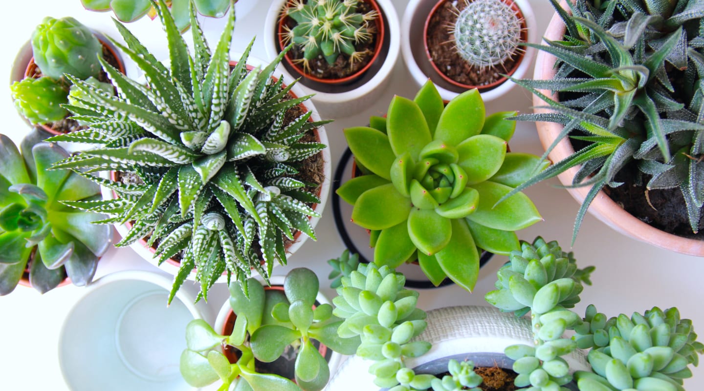 A Sustainable Garden Design Is All The Rage!