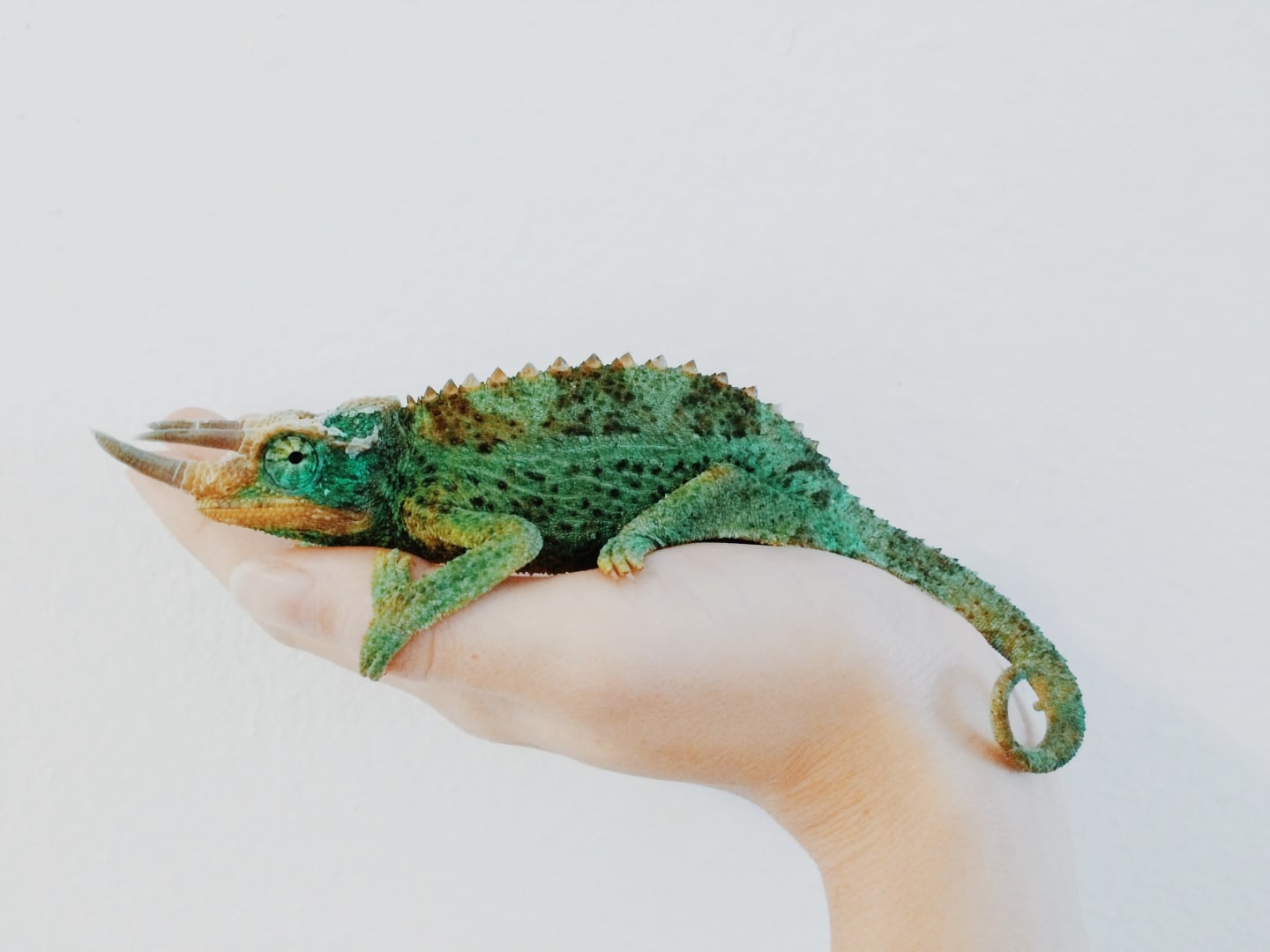 Moving into an apartment with pets? Here's how to keep them safe and happy