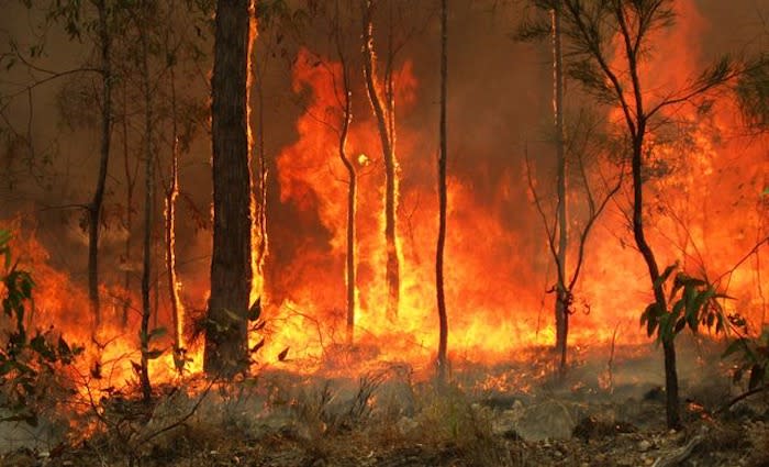 Property development industry offers support and donations to assist in bushfire recovery
