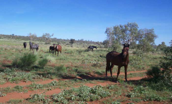 Momentum staying in Northern Territory pastoral market