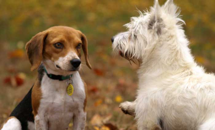Why pets strengthen neighbourhood ties