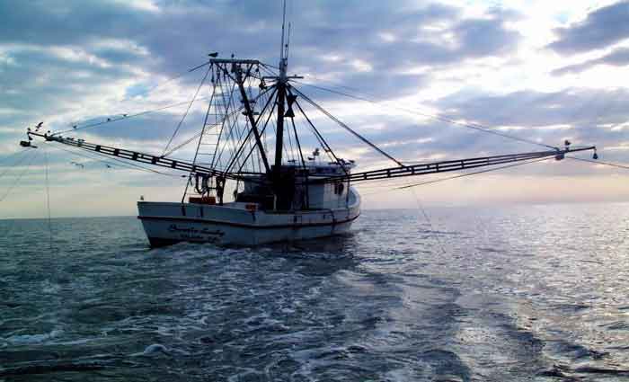 Australian fished populations drop by a third over 10 years, study finds