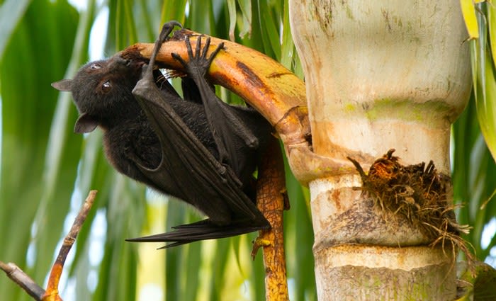 Not in my backyard? How to live alongside flying-foxes in urban Australia