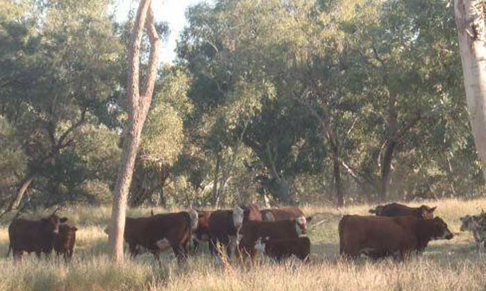 Hewitt Cattle buys two NT pastoral assets for $50 million