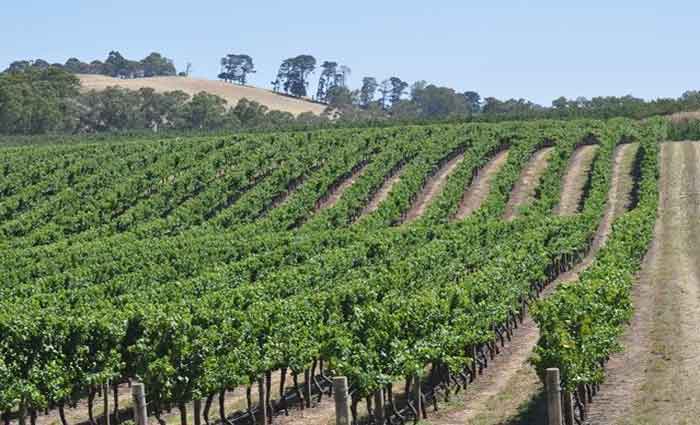 Grant Burge buys in the Adelaide Hills