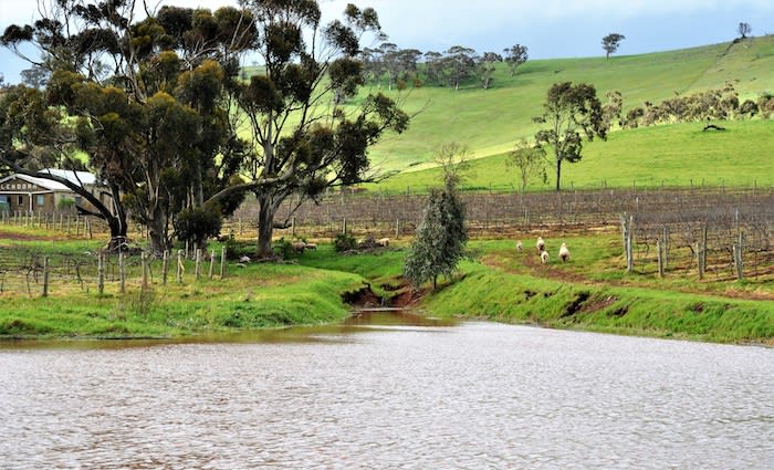 Glendora listing unlocks small vineyard opportunity in SA’s Lower North region