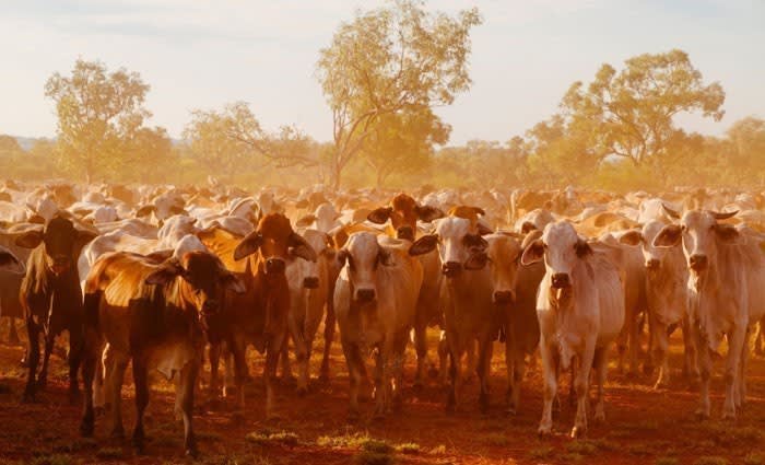 Gina Rinehart buys another northern cattle farm