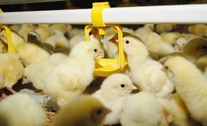 Private investment syndicates eye broiler farms, but wine the best opportunity