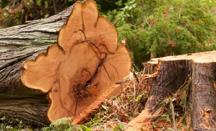 Tree felling NSW bushfire district laws tightened for property owners