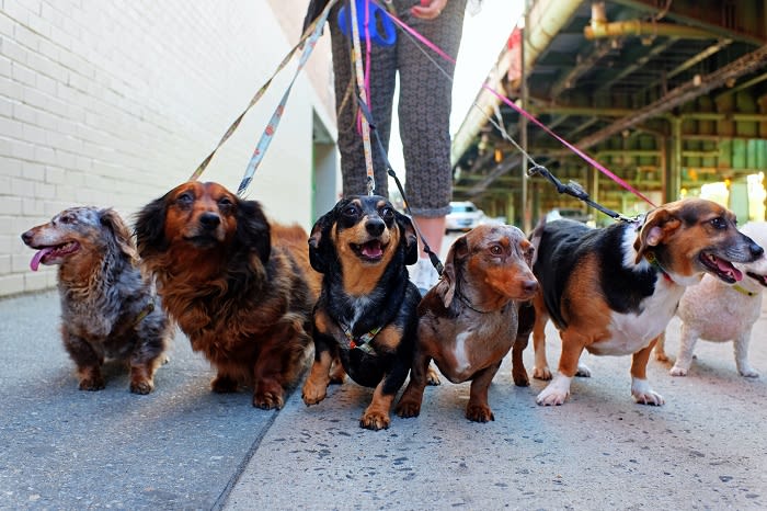 Top seven Sydney apartments perfect for dogs