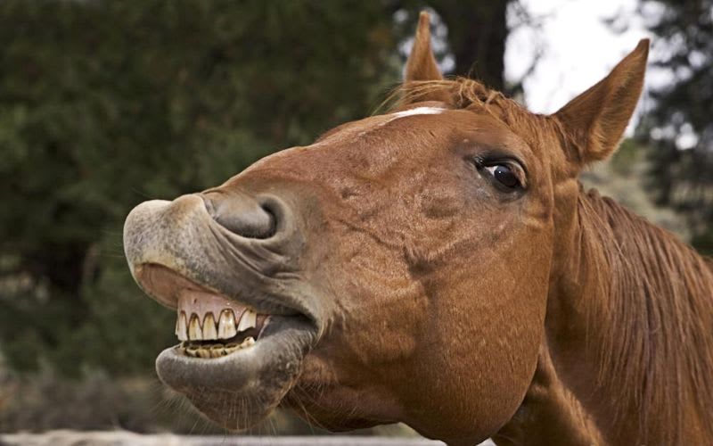 Moonee Valley redevelopment draws the inside barrier