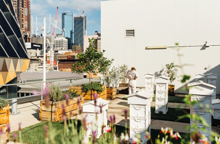 Plan Bee: everything you need to know about urban beekeeping