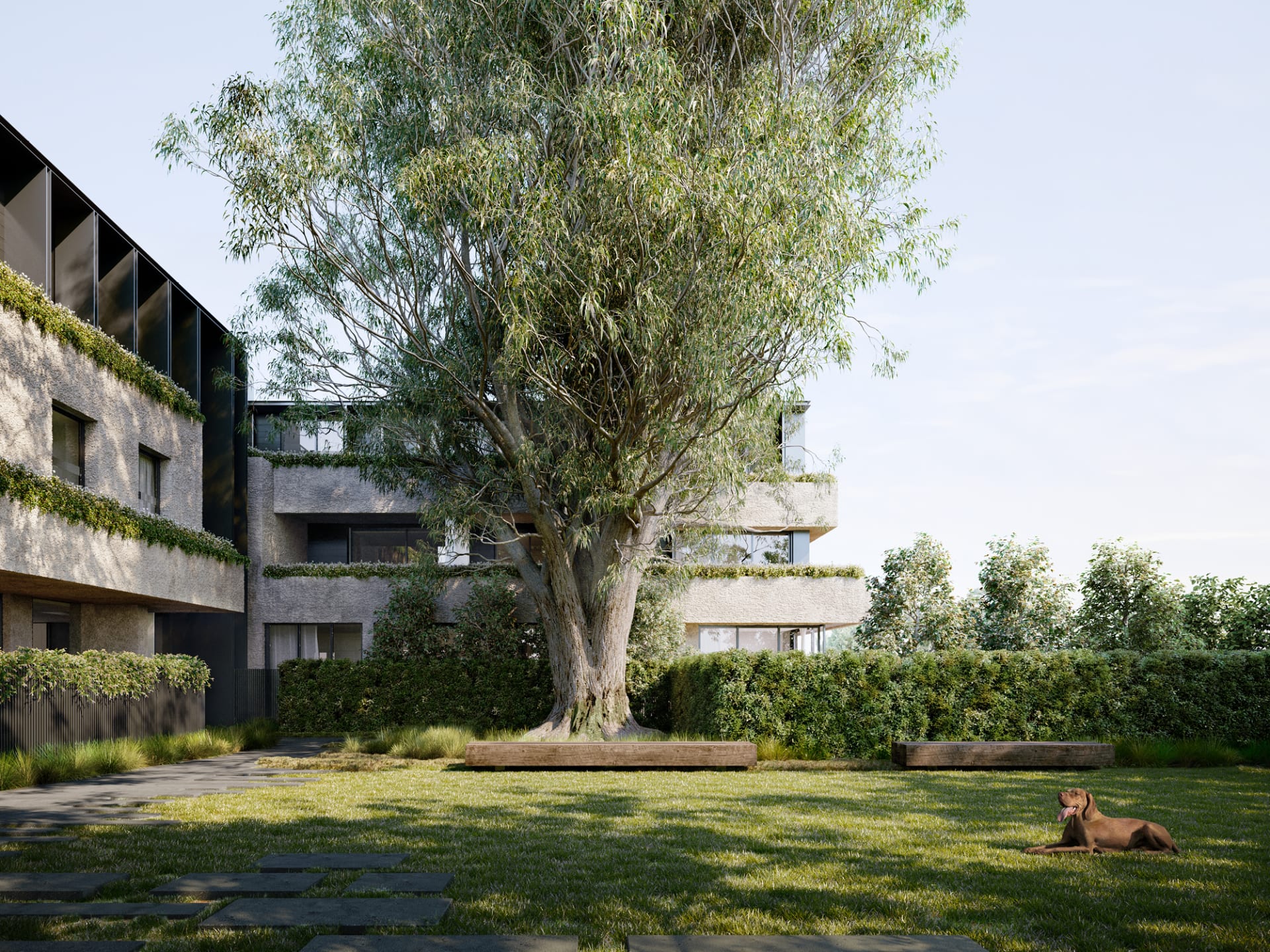 Centred around a historic gumtree: How Carr designed the completed Camberwell apartments, Victoria & Burke 