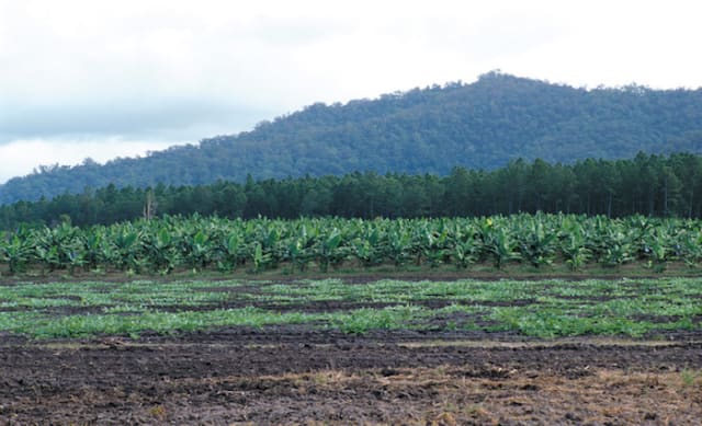 Far North Queensland rural market seen with cautious optimism in 2020: HTW rural