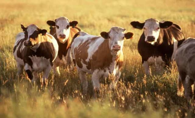 Australia's Archipelago Beef Trust buys two farms for $60 million from Indonesia firm: AFR
