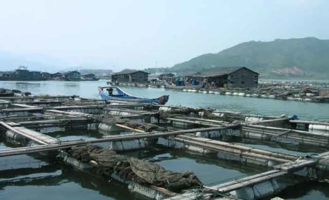 Sustainable aquaculture is possible, with the right science