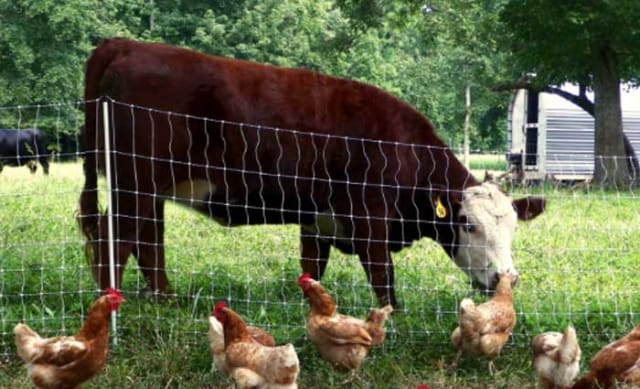 Three charts on Australia's declining taste for beef and growing appetite for chicken