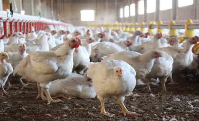 Done like a chicken dinner: city fringes locked in battles over broiler farms