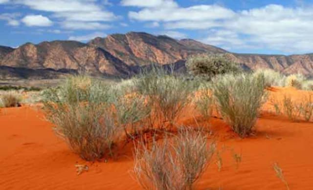 Look to the Australian deserts to future-proof our crops from drought