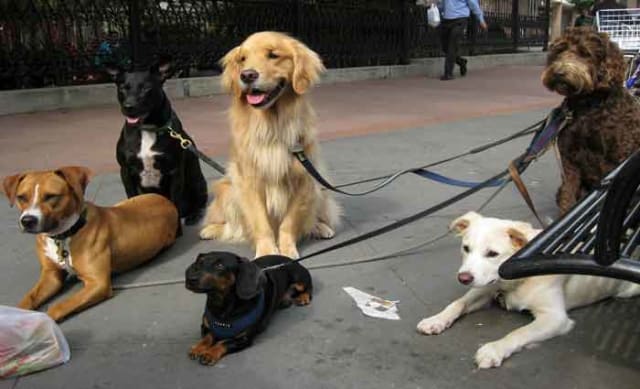 We need a better understanding of how we manage dogs to help them become better urban citizens