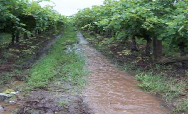 $70 million Menindee Seedless grapes holding for sale in Central Queensland