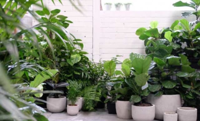 Why apartment dwellers need indoor plants